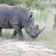 A white rhino.